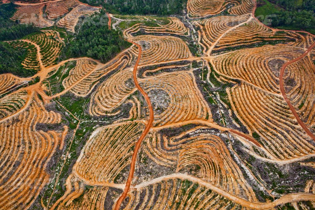 https://media.greenpeace.org/archive/Deforestation-in-Central-Kalimantan-27MZIF3SF1U0.html