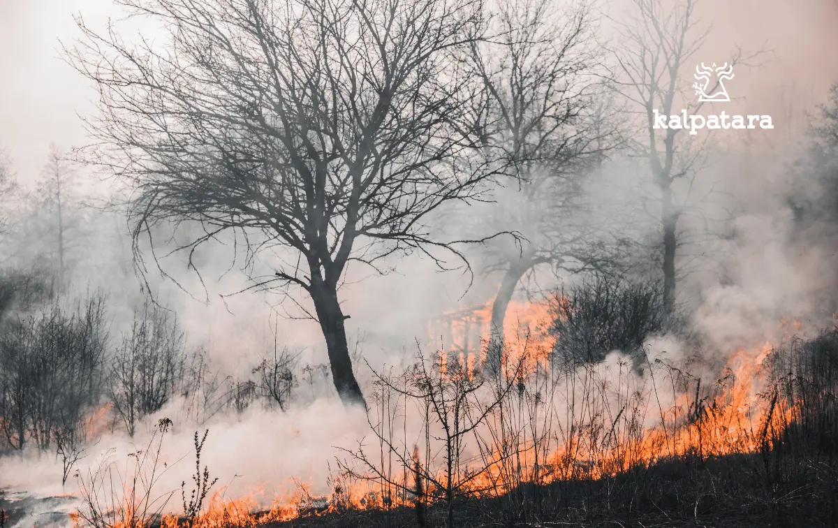 Kebakaran Hutan Di Jawa Timur Kian Meluas Lahan Vegetasi Jadi Korban ...