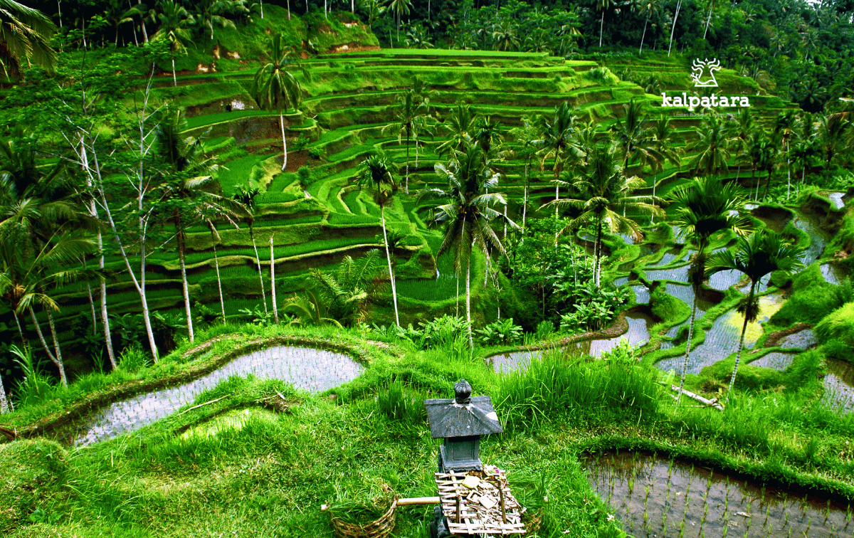 Bathara Sri penting di pertanian Bali. Sumber: Canva