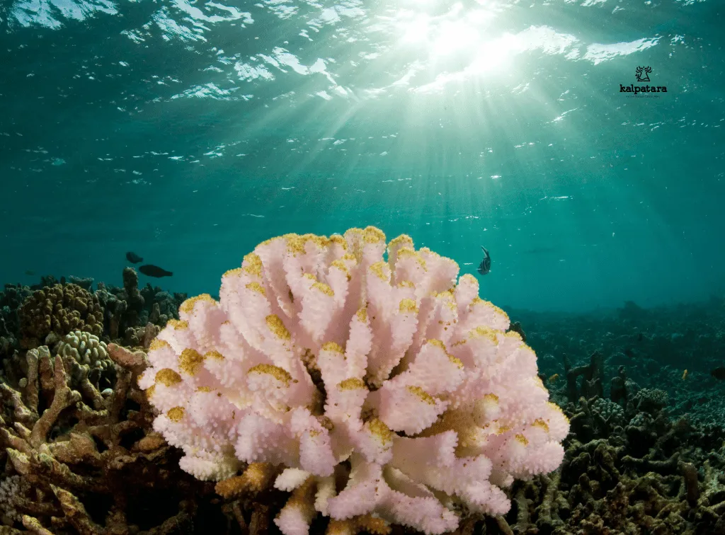 Lebih dari Separuh Terumbu Karang Dunia Mengalami Pemutihan dan Kematian